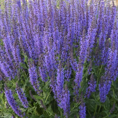 Salvia nemorosa Mainacht Lligeti zsálya CS14