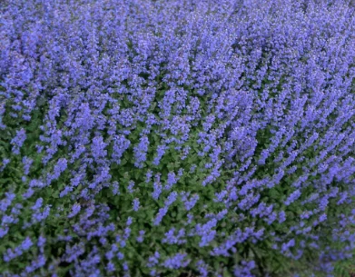 Nepeta x faassenii Purrsian Blue - Macskamenta CS14