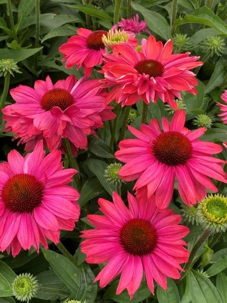 Echinacea - Kasvirág Sunseekers Magenta CS14