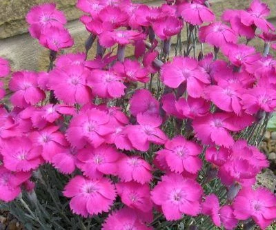 Dianthus gratianopolitanus ‘Whatfield Magenta’ – pünkösdi szegfű CS9