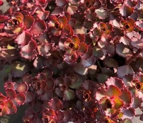 Sedum spurium Mahogany Red - Varjúháj CS9