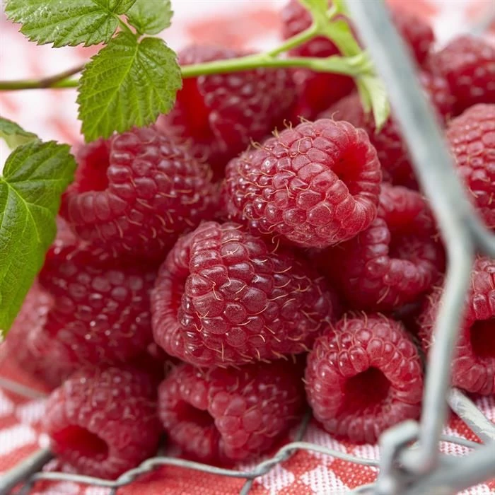 Rubus idaeus Malling Schönemann - Nagytermésű málna K2 30/50