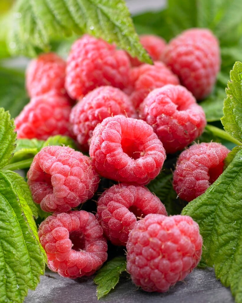 Rubus idaeus Malling Promise - Korai ízletes málna K2 30/50