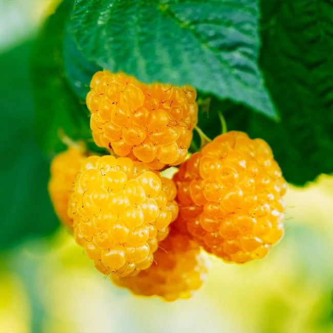 Rubus idaeus Golden Queen - Sárga bőtermő málna K2 30/50