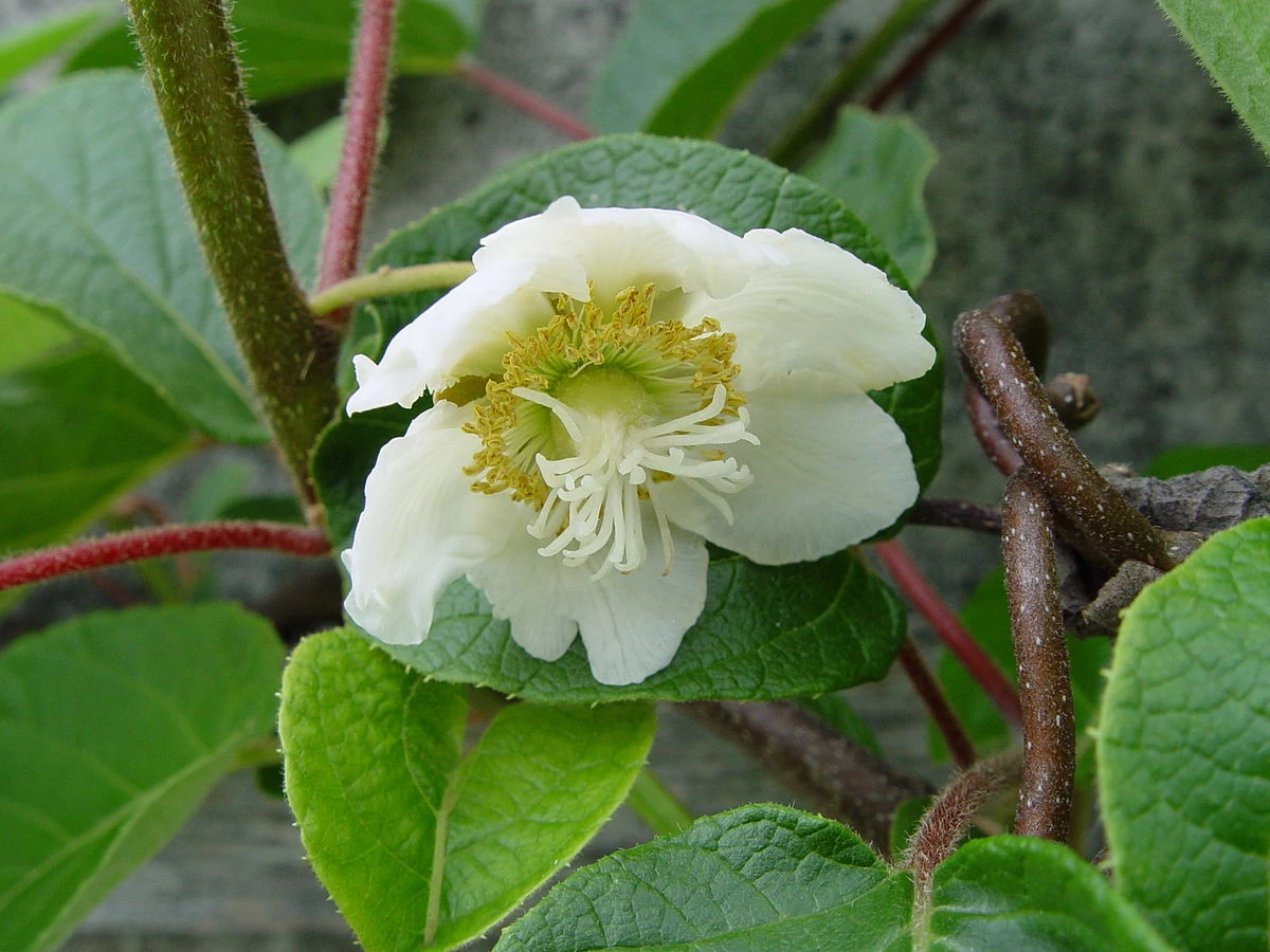 Actinidia deliciosa 'Male' - Hayward kivi porzója 50/60 K2