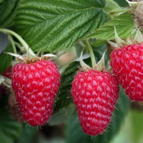 Rubus idaeus Autumn Bliss - Folytontermő málna K2 30/50