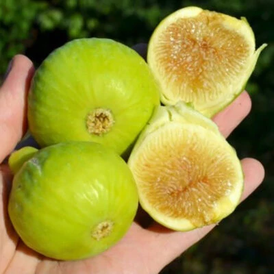 Ficus carica - Füge Mary Lane K2 35/45