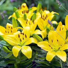 Lilium Asiatic Golden Matrix Cs14