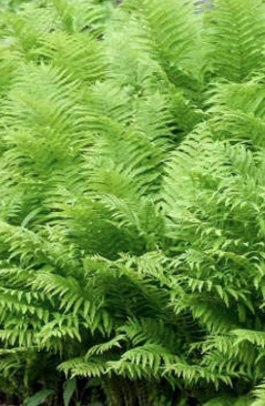 Matteuccia struthiopteris - Európai struccpáfrány K2l