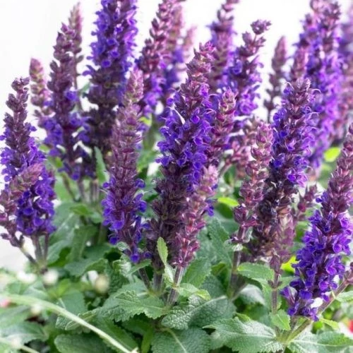 Salvia nemorosa Sensation Medium Violet-  Lligeti zsálya CS14