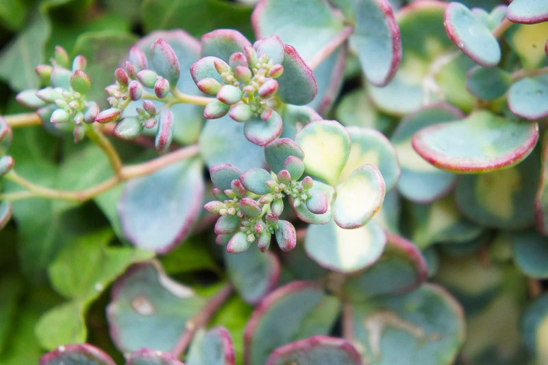 Sedum Sieboldi Mediovariegatum Cs9