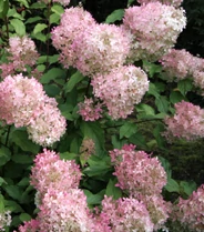 Hydrangea paniculata  'Mega Pearl' - Bugás hortenzia 20-40 C5