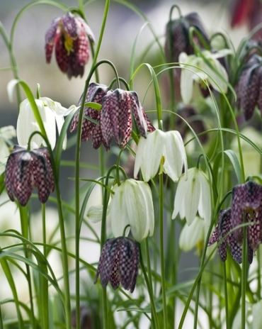 Jub fritillaria meleagris Mix - Mocsári kockásliliom  15 db/cs