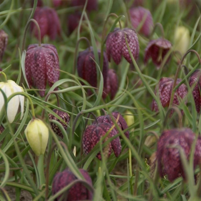 Mocsári Kockásliliom Fritillaria meleagris CS10,5