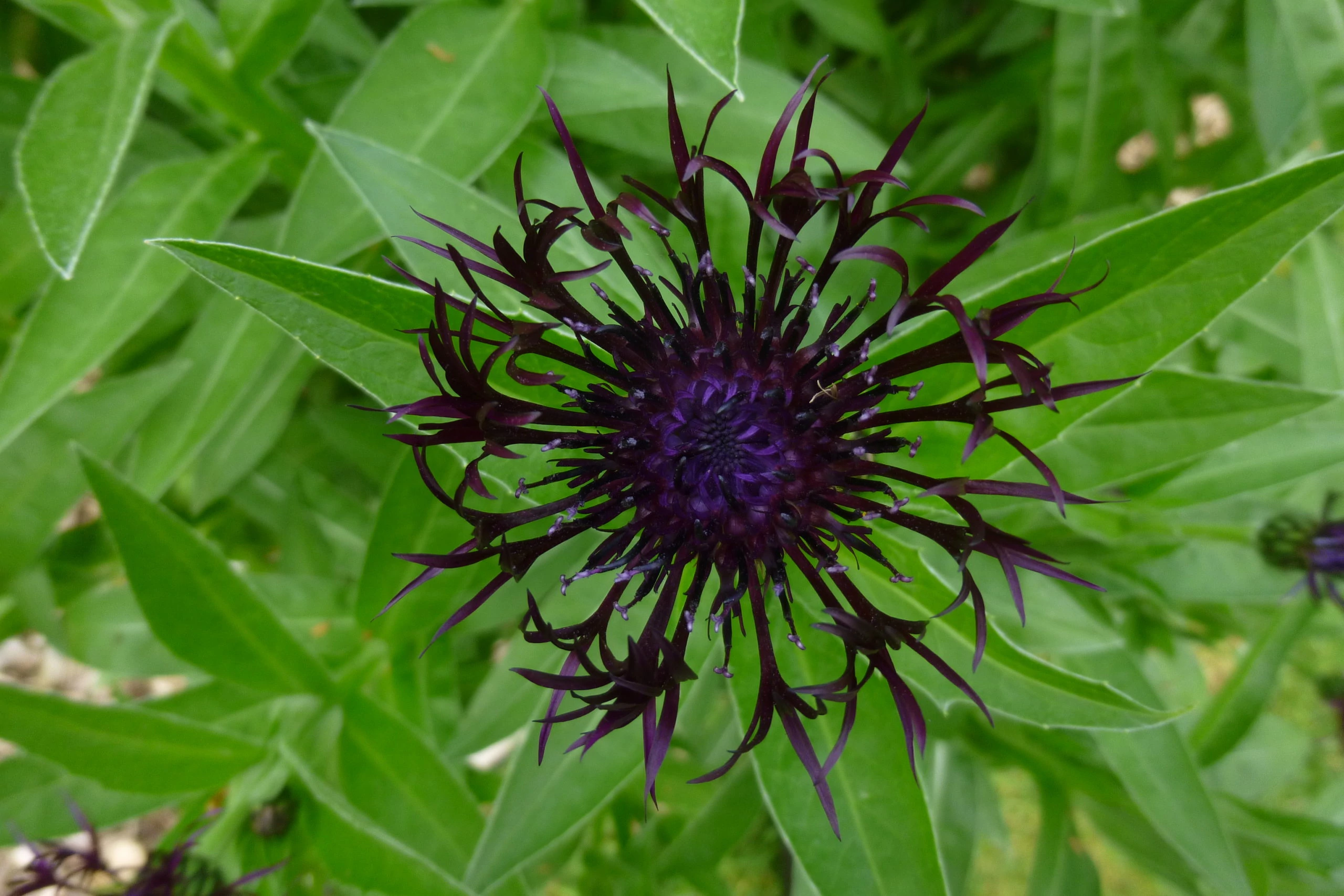 Centaurea montana Jordy  Hegyi imola Cs17