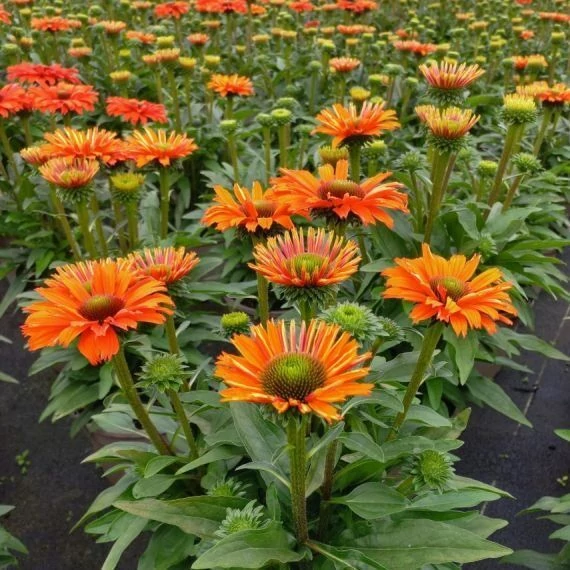 Echinacea - Kasvirág SunSeekers Mineola D14