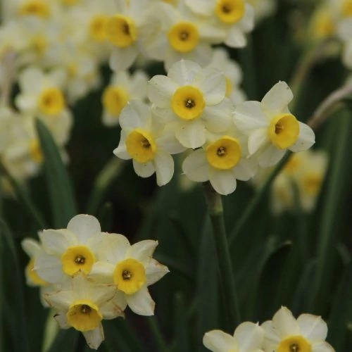Narcissus ‘Minnow’ – tazetta nárcisz CS14