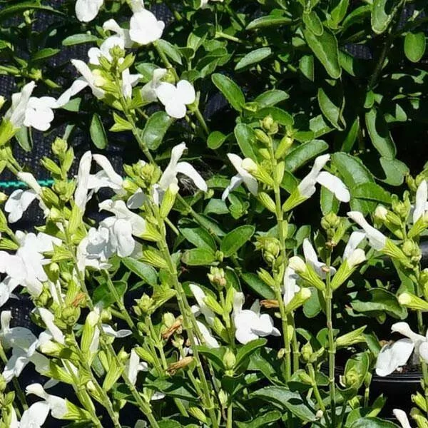 Salvia greggii Mirage White- őszi zsálya CS14