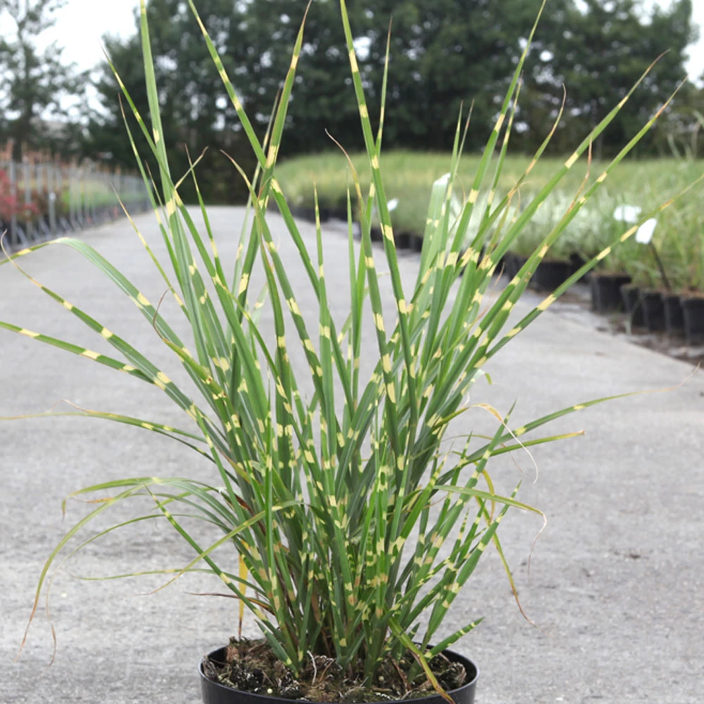 Miscanthus sinensis Strictus -  Fehércsíkos zebrafű CS19