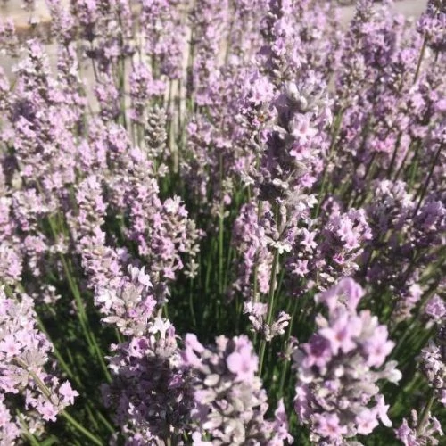 Lavandula Angustifolia Miss Katherine Cs17