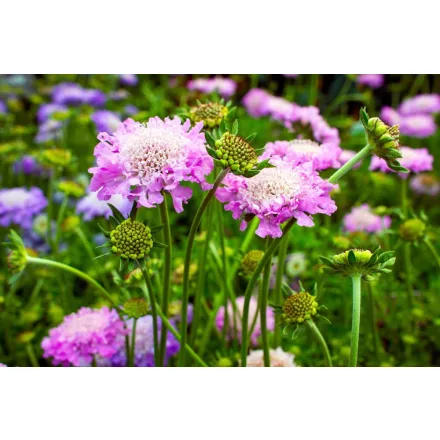 Scabiosa columbaria 'Pink Mist' - Ördögszem CS9
