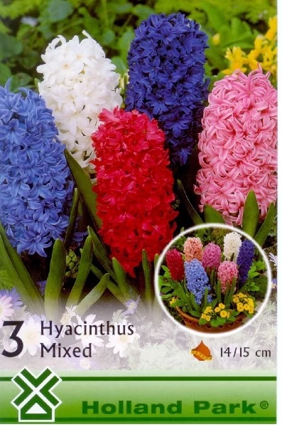 Jácint Virághagyma 3db-os Hyacinths mix