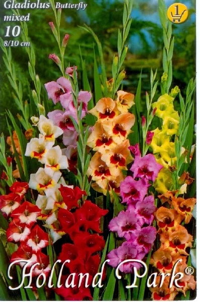 Kardvirág Gladiolus Mixed 10db/cs