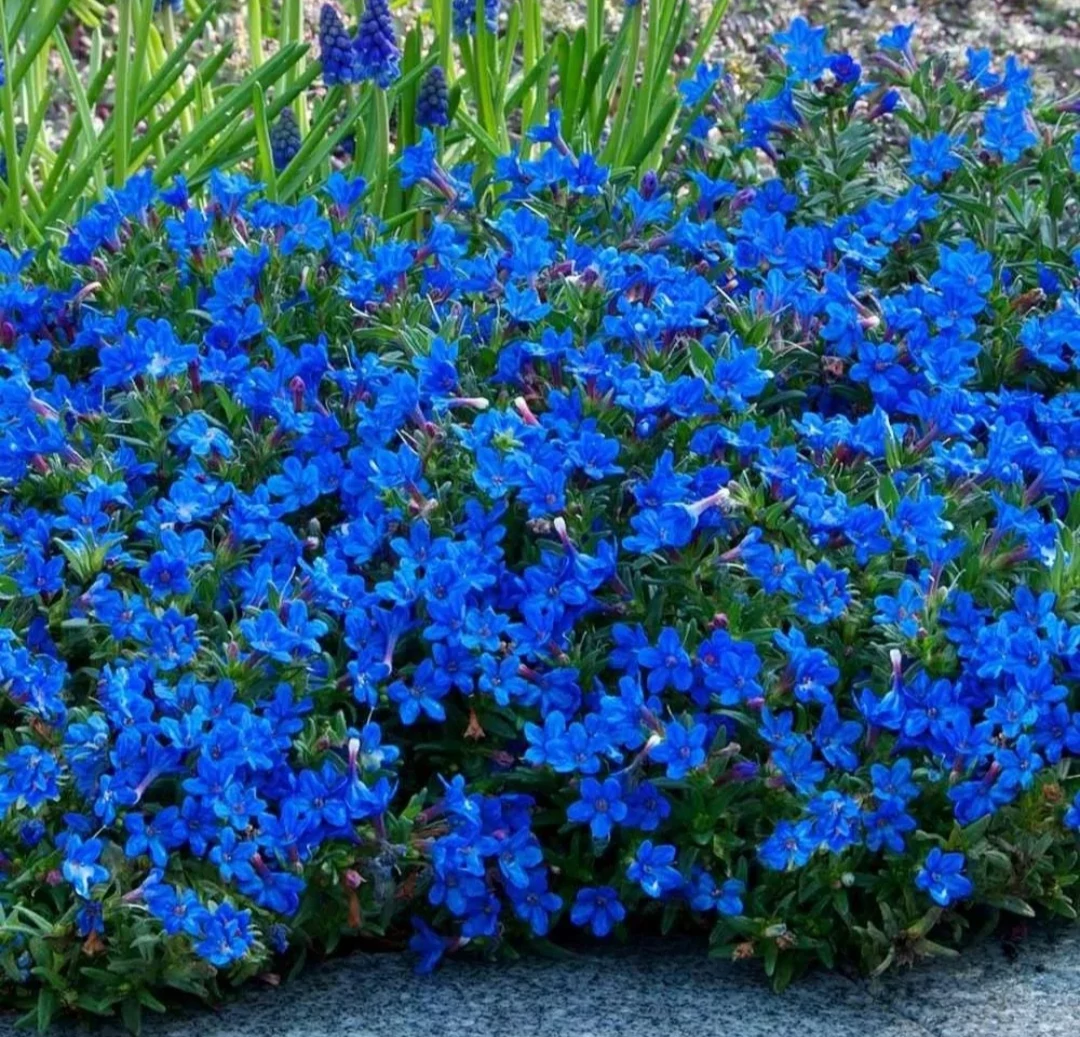 Lithodora Kőmagcserje Cs10,5
