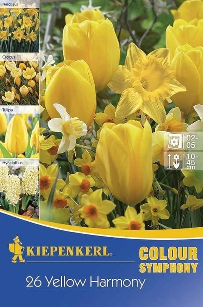 Kiepenkerl Colour Symphony Yellow Harmony virághagyma összeállítás 26db