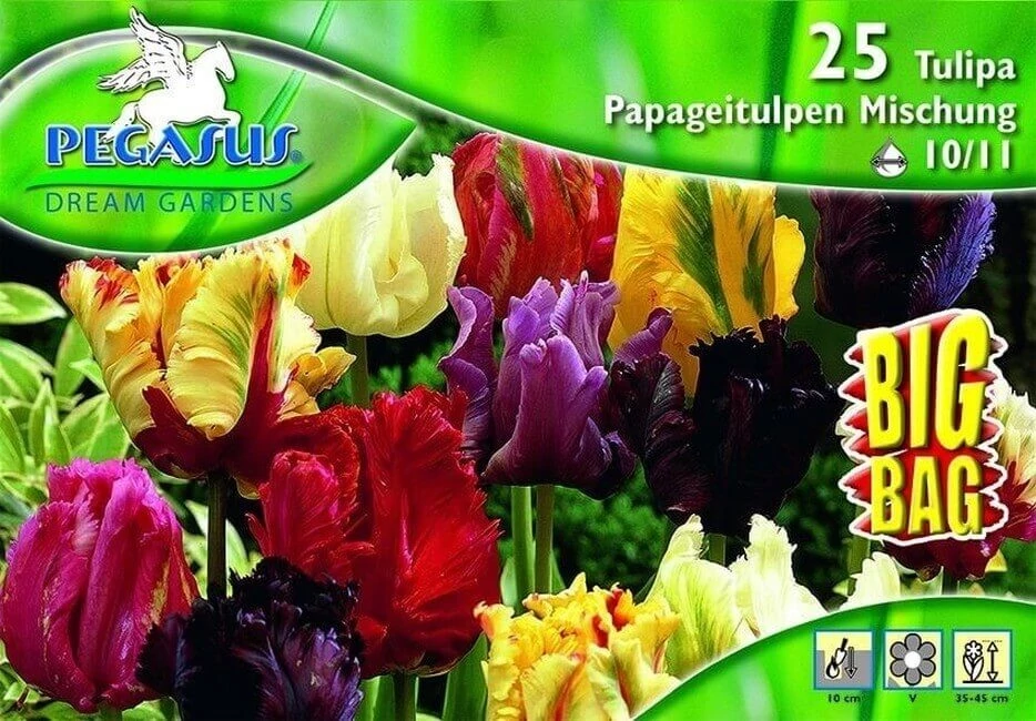 Pegasus vegyes papagájvirágú tulipán virághagymák BIG BAG 25db