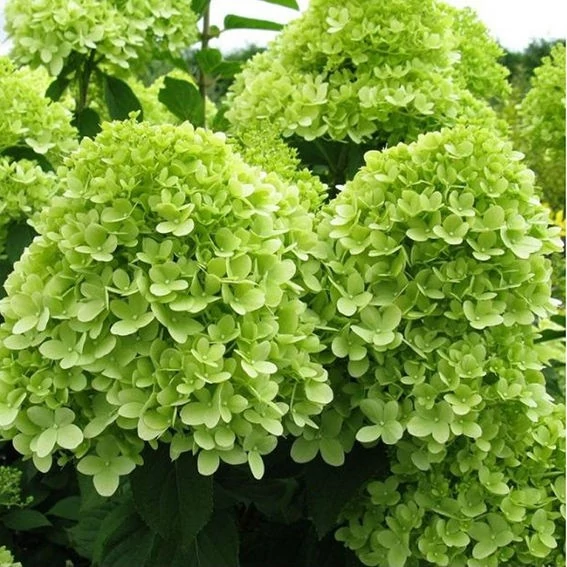 Hydrangea paniculata 'Mojito' – Bugás hortenzia 30/50