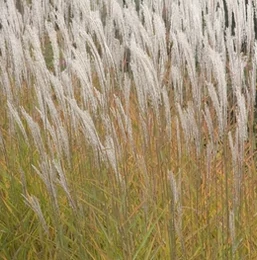 Miscanthus purpurascens - Molnárpántlika K3L