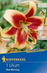 Kiepenkerl Red Morning Liliom 1db