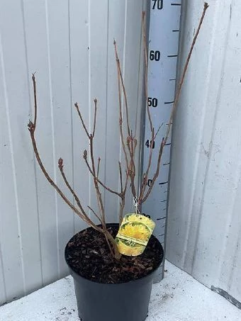 Rhododendron mo schneegold Azálea K23l 60cm