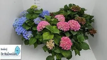 Hydrangea macrophylla 29l 58cm - Kerti hortenzia