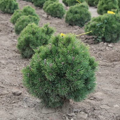Pinus mugo Mops - Havasi törpefenyő 20-40 K2