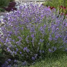 Lavandula Angustifolia Munstead Cs17