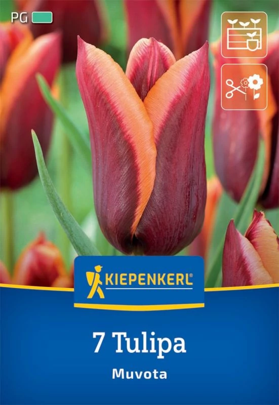 Kiepenkerl Muvota tulipán virághagymák 7 db