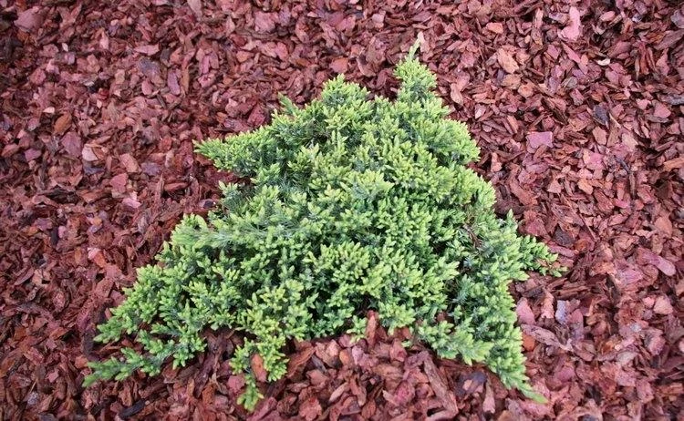 Juniperus procumbens Nana - Zöld törpe kúszó boróka 20/30