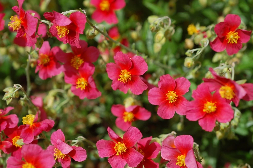 Helianthemum - Napvirág évelő mix CS9