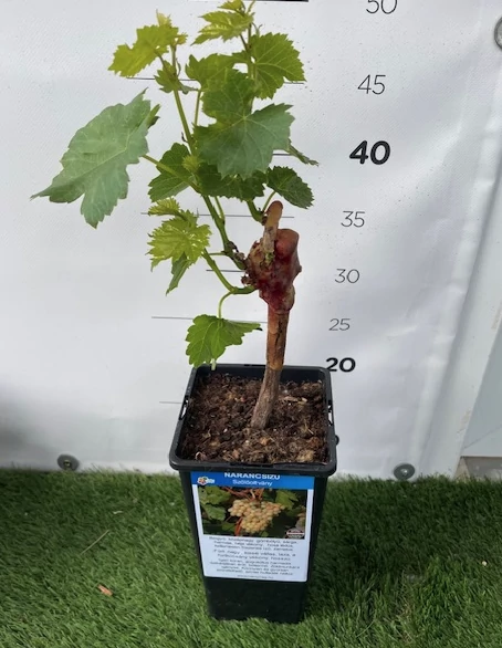 Vitis vinifera - szőlő Narancsizű K1,4l