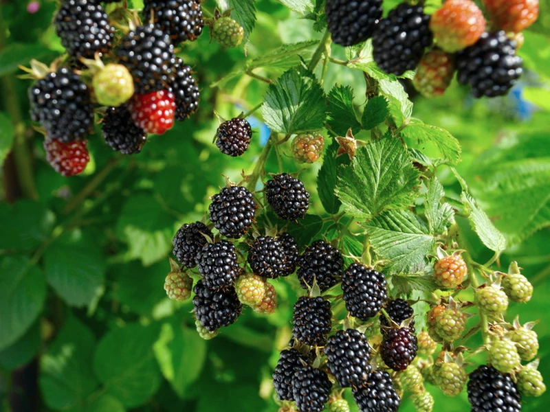 Rubus fruticosus 'Navaho' - Fekete szeder bőtermő aromás K2 40/50