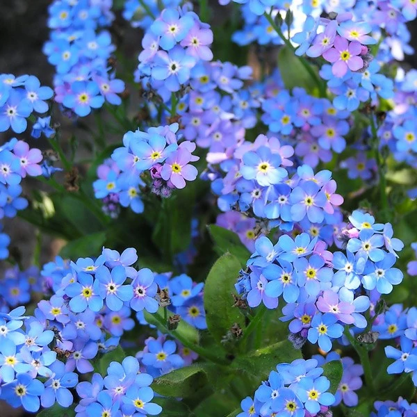 Myosotis - Nefelejcs Cs10,5 Iván