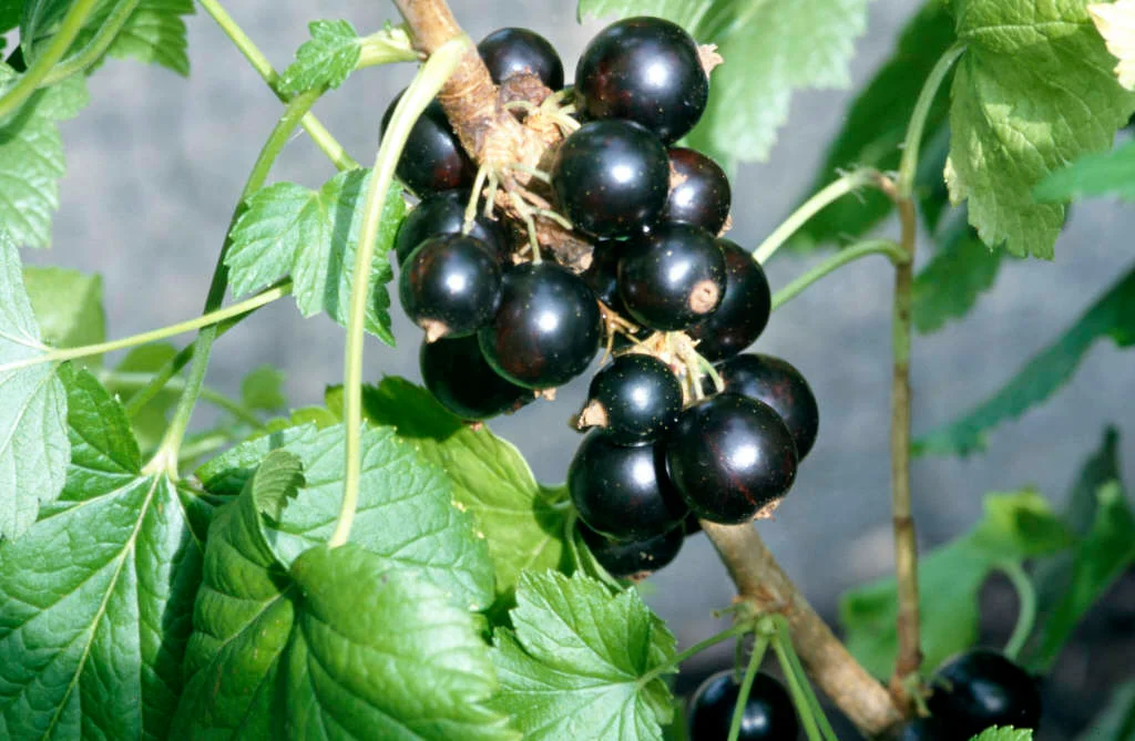 Ribes rubrum 'Ben Sarek' Fekete ribizli K2 30/50