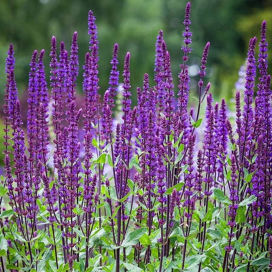 Salvia nemorosa 'Caradonna' -  Ligeti zsálya Cs14
