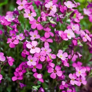 Aubrieta x cultorum Florado Neon Pink Pázsitviola Cs17