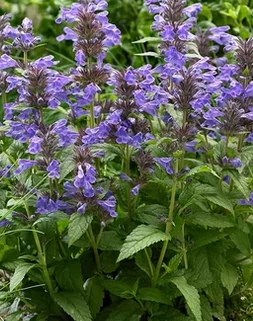 Nepeta Neptune - Macskamenta CS14