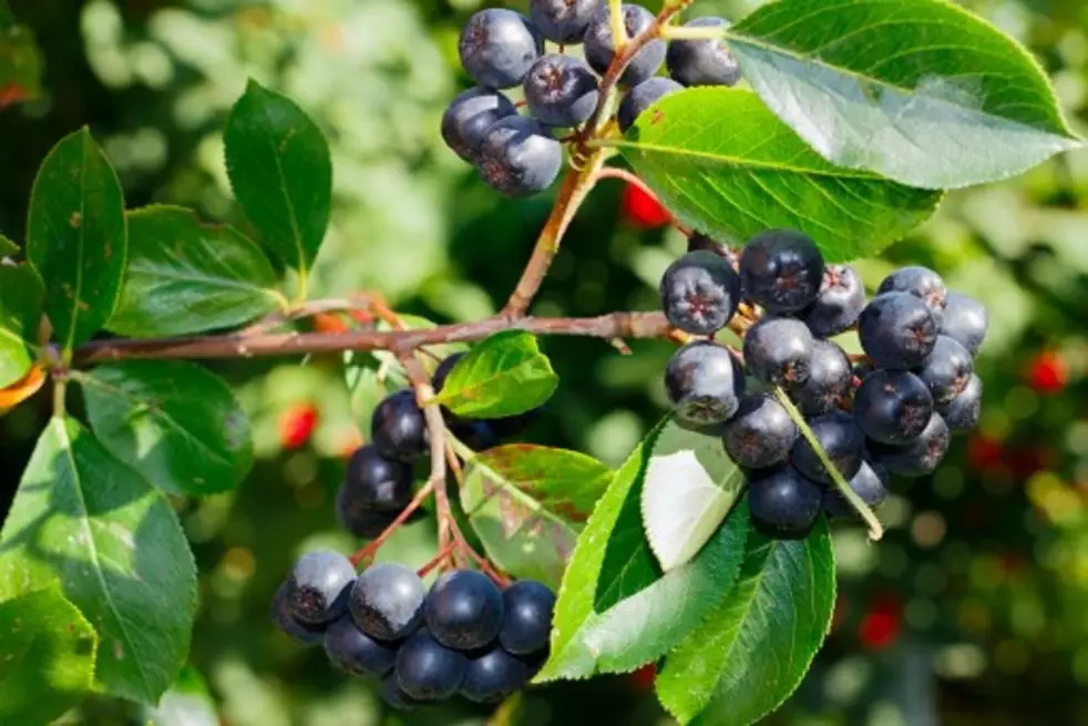 Aronia prunifolia Néro - Kései, nagytermésű fekete berkenye K2 40/50