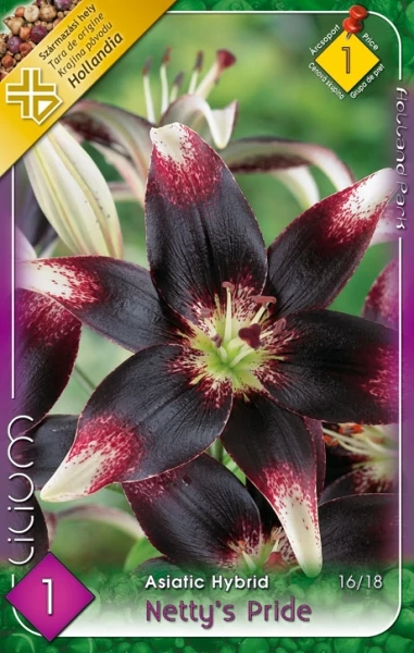 Liliom  Asiatic  Netty Pride 1-db os