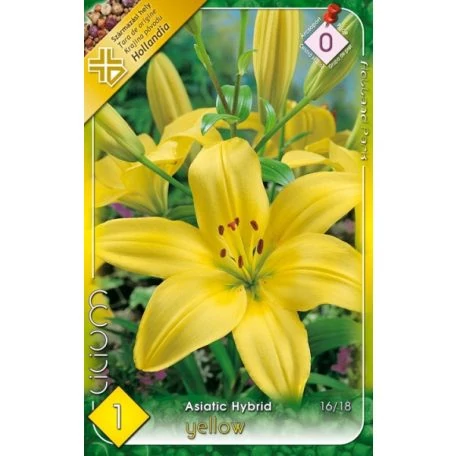 Liliom Yellow 1-db-os